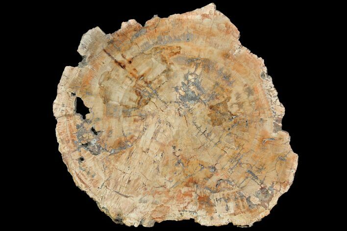 Petrified Wood (Araucaria) Slab - Madagascar #118464